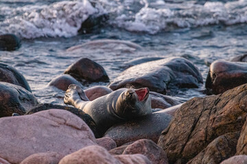 Young seal sleeping on the rocks