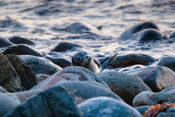 Young seal on the rocks