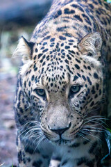 leopard in wild park