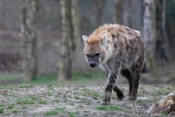 Schilderijen op glas hyena in wild park © Bart
