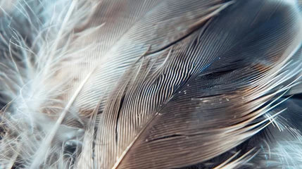 Foto op Canvas Birds different color feather texture wallpaper background © Irina