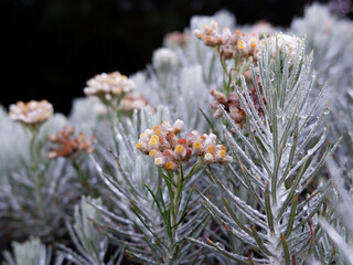 Beauty of edelweiss flowers exposed to morning dew, which is a perennial flower that grows in the...