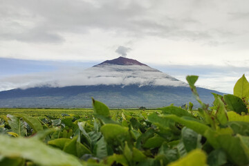 Tea leaves around Mount Kerinci as the second highest mountain in Indonesia.