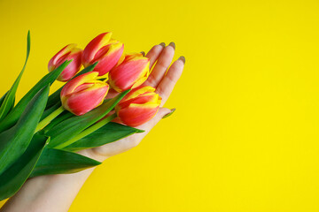 Woman holds bouquet of tulips in her hands. Delicate spring flowers on yellow background.