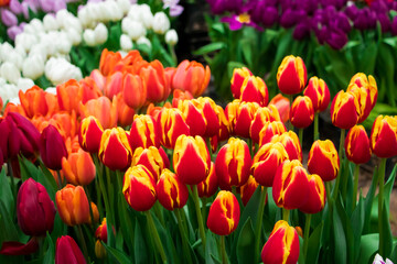 Tulip Festival. Bright colorful flowers. Spring and holiday symbol.