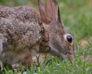 Rabbits