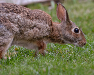 Rabbits