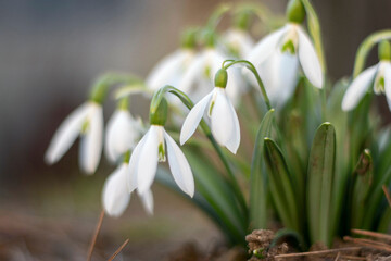 First spring snowdrops in a clearing close-up, soft focus