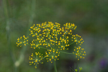 Yellow flower blooms on a dill herb plant Anethum graveolens