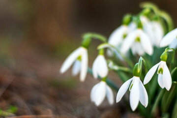 First spring snowdrops in a clearing close-up, soft focus
