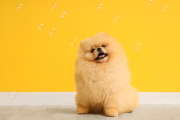 Cute dog with soap bubbles sitting near yellow wall