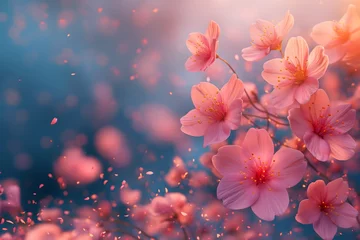 Foto op Plexiglas Kirschblüten mit Tiefenschärfe, Verträumte Kirschblüten am Zweig © GreenOptix