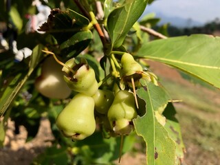 water guava fruit on the tree