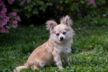 Sitting Pomeranian Chihuahua mix in a green yard