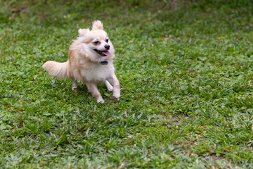 Running Pomeranian Chihuahua mix playing in a green yard