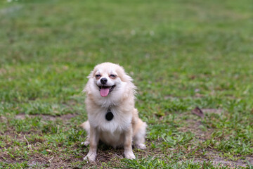 Smiling Pomeranian Chihuahua mix in a green yard
