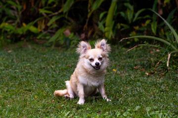 Smiling Pomeranian Chihuahua mix in a green yard