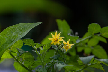 Yellow cherry tomato flower on a green plant in an organic garden