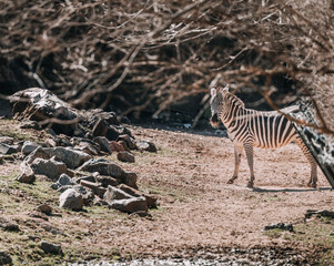 Fototapeta na wymiar Zebra in the Indianapolis Zoo