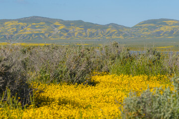 Fototapeta na wymiar Fields of yellow wildflowers are blooming at the Carrizo Plan National Monument, CA