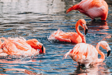 flamingo in water at the Indianapolis Zoo