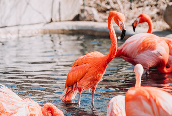 pink flamingo in the Indianapolis Zoo