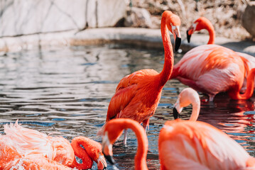 flamingo in the Indianapolis Zoo