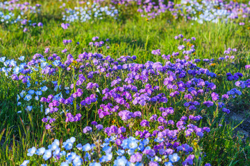 Wildflower meadow, super bloom season in sunny California. Colorful flowering meadow with blue, purple, and yellow flowers close-up
