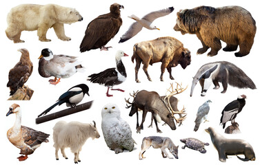 Set of brown bear and other North American animals. Isolated on white background with shade