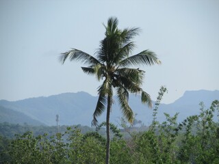 Obraz premium Chiang Dao national park