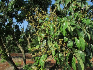 Chiang Dao national park