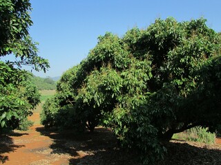 Chiang Dao