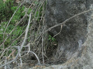 Chiang Dao