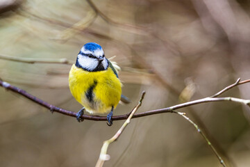 Blue Tit, Cyanistes Caeruleus, bird in forest at winter time