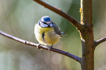 Blue Tit, Cyanistes Caeruleus, bird in forest at winter time