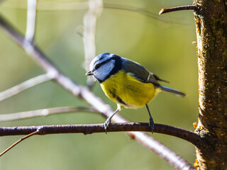 Blue Tit, Cyanistes Caeruleus, bird in forest at winter time