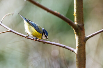 Fototapeta premium Blue Tit, Cyanistes Caeruleus, bird in forest at winter time