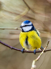 Blue Tit, Cyanistes Caeruleus, bird in forest at winter time
