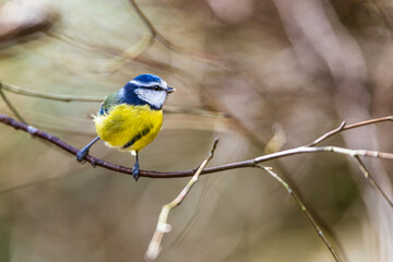 Blue Tit, Cyanistes Caeruleus, bird in forest at winter time