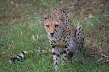 A close up view of a cheetah