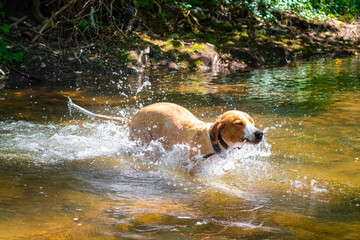 Brown dog calmly enjoying river fun