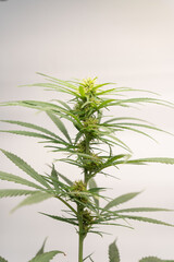 Cannabis farm indoor. Marijuana flowering