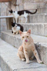 A tabby cat sticks out his tongue on the stone steps with two black and white cats, in Old City of Dubrovnik, Croatia.