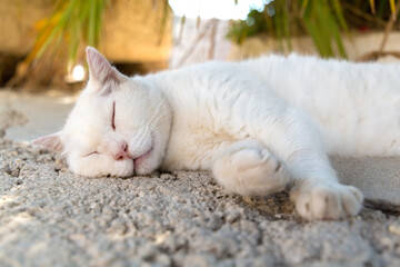 Close-up of a white cat sleeping on the stone paving, in Old City of Dubrovnik, Croatia.
