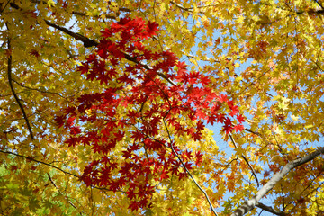 赤と黄色のもみじ