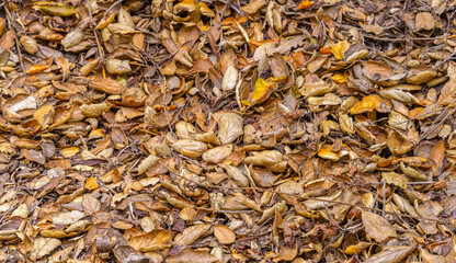 Fallen dry tree leaves on the ground
