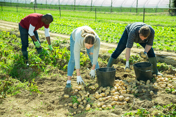 Skilled farmer team working on vegetable plantation on spring day, picking potatoes