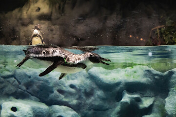 楽しそうに水槽内を泳ぎ回るフンボルトペンギン