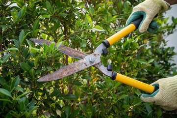 Gardener using a scissor to shearing and trim a leaf of Ficus annulata. - obrazy, fototapety, plakaty