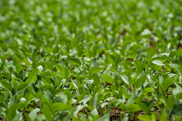 初秋に芽を出す農作物